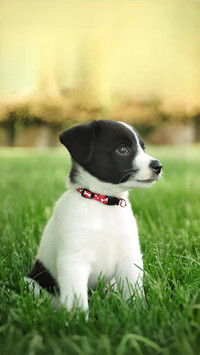 Dogs are unusually well behaved be careful of depression