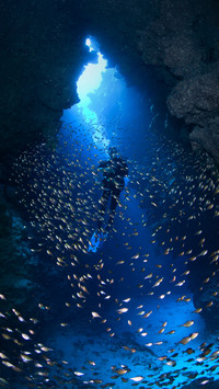 Why fish can drink sea water directly 7