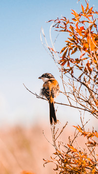 Birds in Dianchi Wetland, Kunming, Yunnan