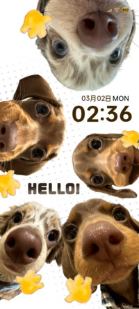 Hello腊肠小狗多图