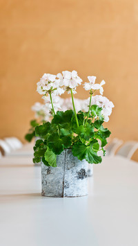 Tips for raising flowers without hardening 51