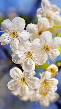 Spring scenery-01