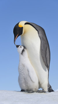 Why are there no penguins in the Arctic