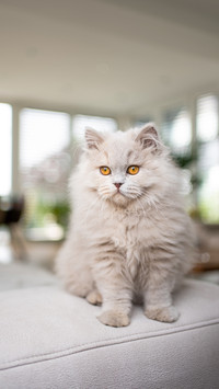 Cute fluffy british longhair cat sitting on couch in room