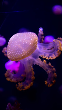 Luminous jellyfish-04