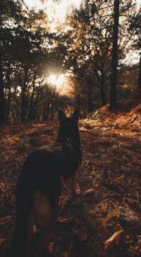 Nature B6 (19)