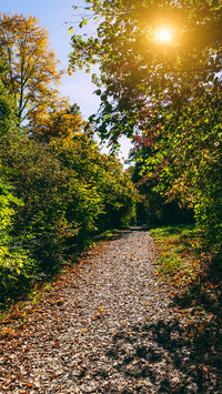 The park path in autumn