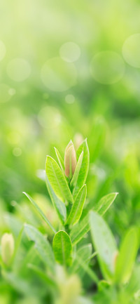 生机勃勃植物壁纸 -锐景创意