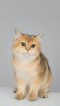 “招财猫咪”金渐层