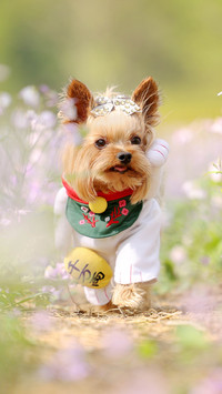 Yorkshire Terrier 97