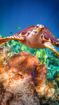 海洋生物-拍信图库