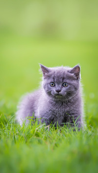 A Cute Kitten Playing on The Grass