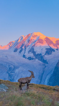 Why do goats climb high branches
