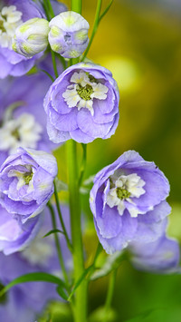 Delphinium grandiflorum