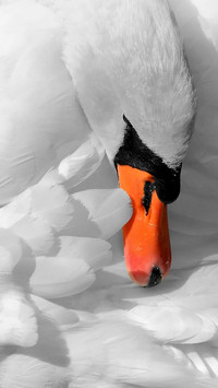 swan (10)