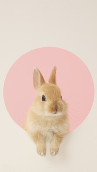 Strange Childrens Pet 4