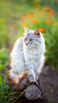 猫的四季-拍信图库