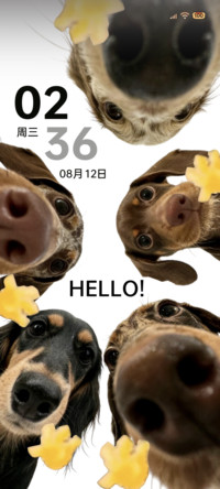 Hello可爱腊肠小狗