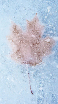 India-frozenleaf