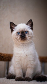 可爱的猫咪-拍信图库