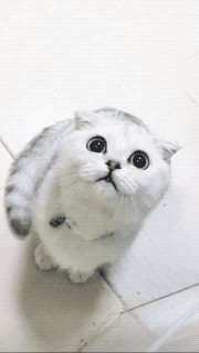 萌萌哒