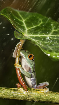 international_animal (3)