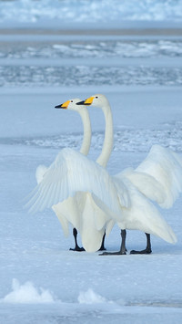 international_animal (4)