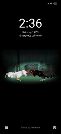 Rooster Battle