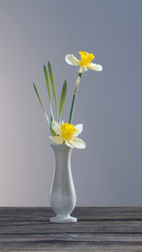 Yellow narcissus in vase on wooden table on dark background