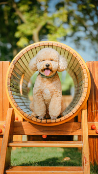 Things that easily make dogs sad