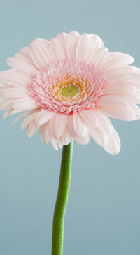 Floral B1 (30)