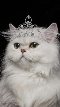 温顺友善的猫咪