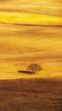 Encounter the golden autumn of the grassland 2