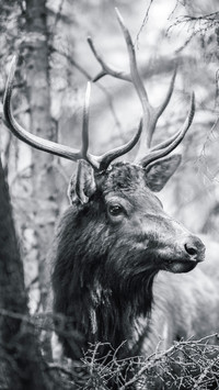 international_deer