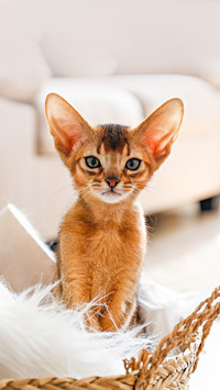 Small cute abyssinian kitten sitting in the basket
