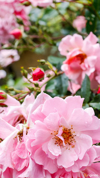 flower (11)