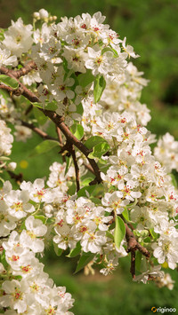 flower (10)