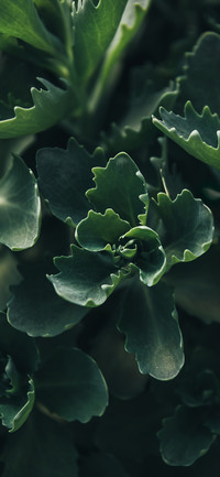 Shadows of Green Leaves-PAIXIN