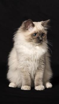 How to reduce cat hair loss 76