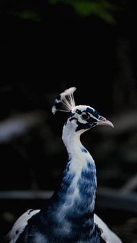 Blue and white peacock