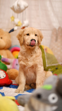 Dogs and dogs can eat bones 65