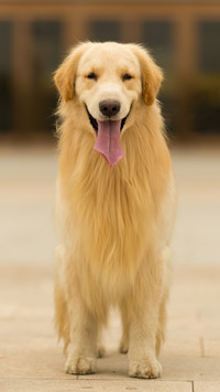 The worlds top ten most loyal dogs 81
