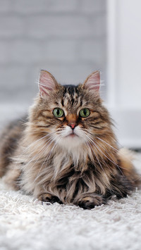 可爱的猫咪-锐景创意