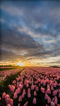 Magnificent flower fields