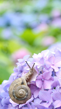 Snail on pink hydrangea 13