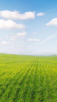 Green Grass And Blue Sky