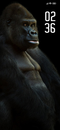 Gorilla