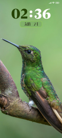 Hummingbird