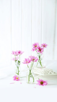 Pink Chrysanthemum Flowers on White Wooden Background
