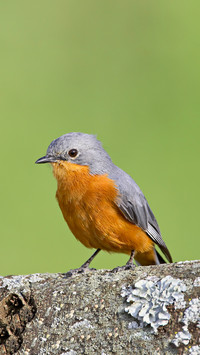 Silverbird empidornis semipartitus serengeti national